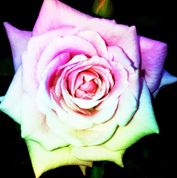 Meet your Posher, M - Picture 1 of 1